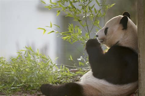 Scotland bids farewell to its giant pandas that are returning to China after 12-year stay